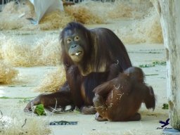 Tiergarten Schönbrunn am 03.10.2025